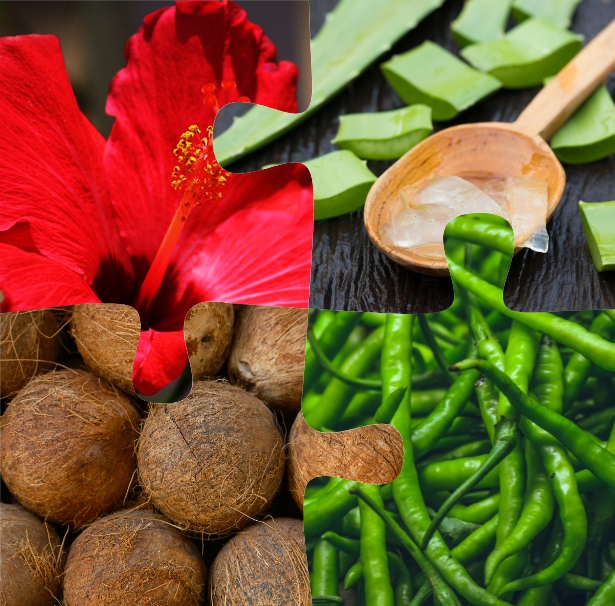 Dhanalakshmi Traders & Export About Image