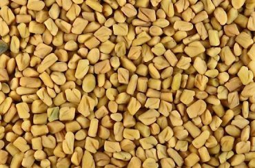 Fenugreek